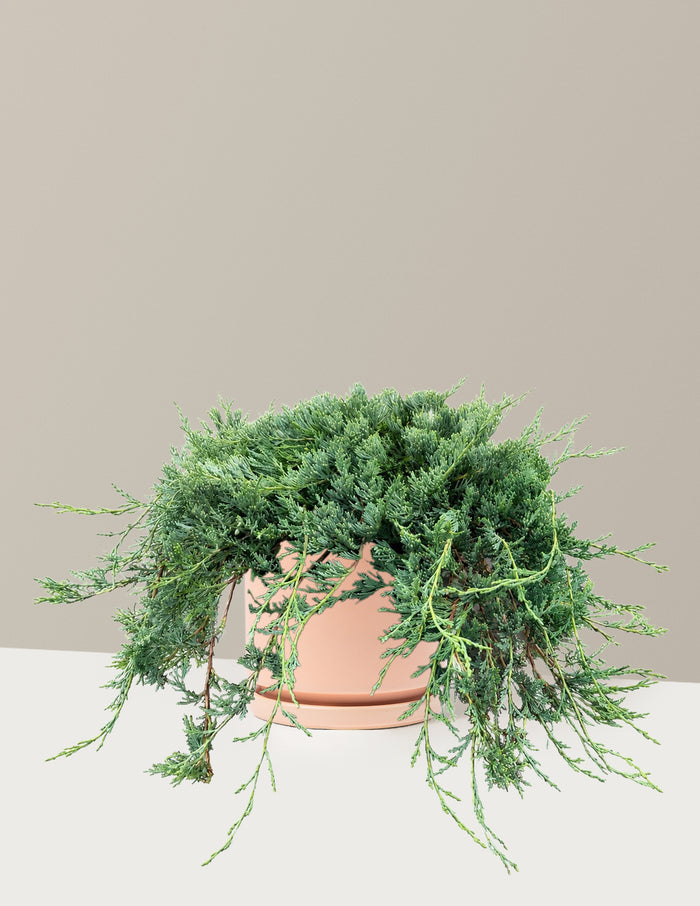 Bar Harbor Juniper