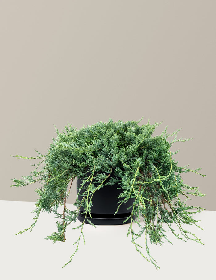 Bar Harbor Juniper