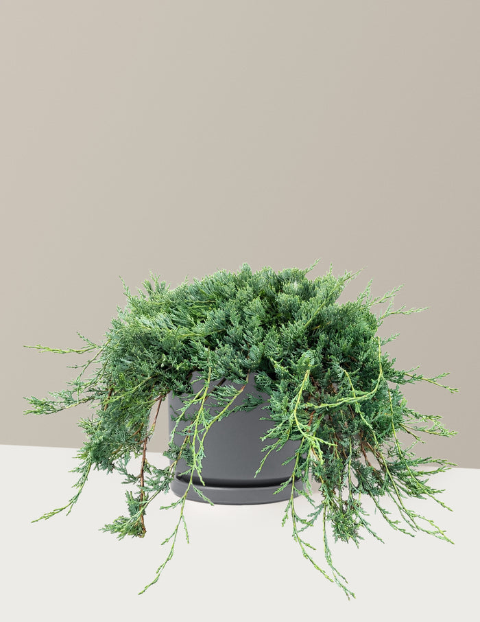 Bar Harbor Juniper