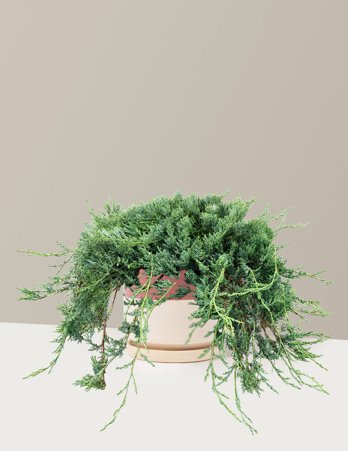 Bar Harbor Juniper