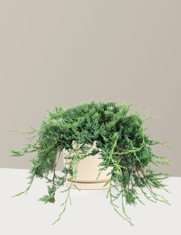 Bar Harbor Juniper