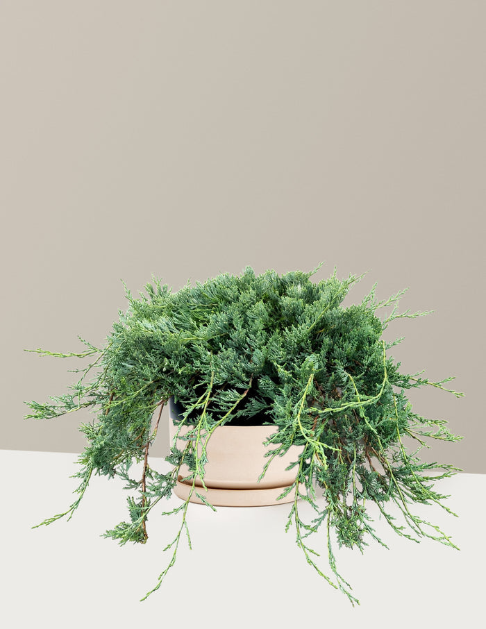Bar Harbor Juniper