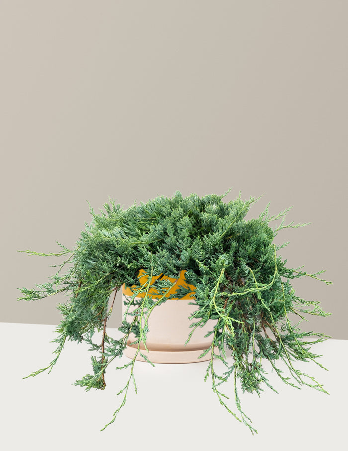 1 Gallon / Isabella (8.5" wide) / Top Half Mustard