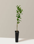Bearss Lemon Tree