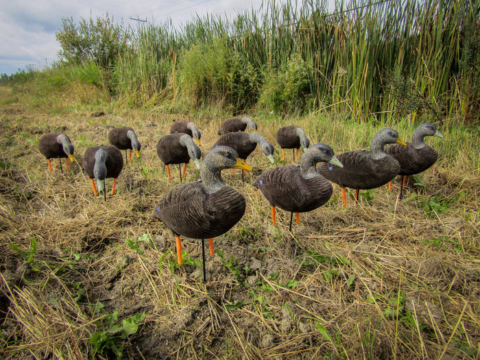 Black Duck Decoy - 6/PK