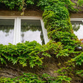 Boston Ivy