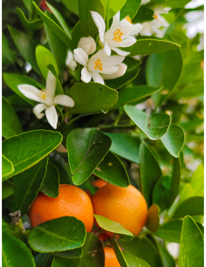 California Honey Mandarin Tree