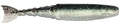 ChatterShad Soft Jerkbait - 3.5 in. - 5/PK