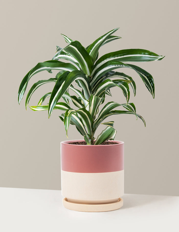 Medium (8-12" tall) / Isabella (6.25" wide) / Half Dusty Rose