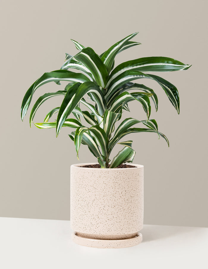 Medium (8-12" tall) / Isabella (6.25" wide) / White Sesame
