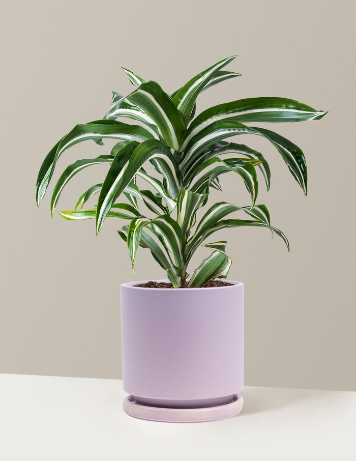 Medium (8-12" tall) / Isabella (6.25" wide) / Lavender