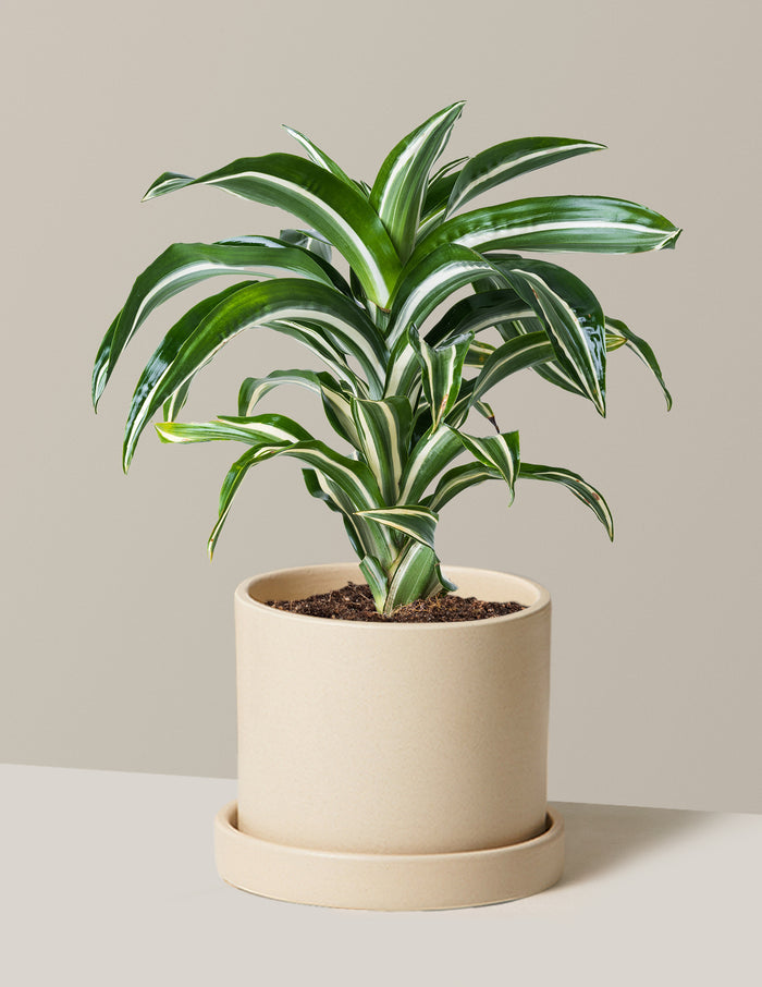 Medium (8-12" tall) / Hyde (7.5" wide) / Cream