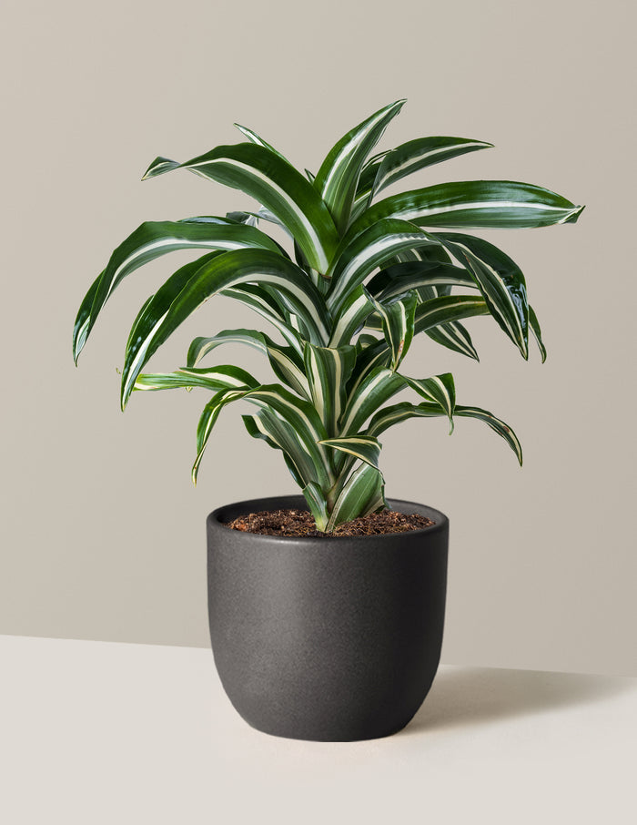 Medium (8-12" tall) / Grant (7" wide) / Black