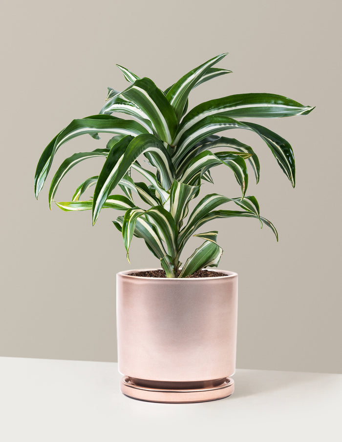 Medium (8-12" tall) / Isabella (6.25" wide) / Rose Gold