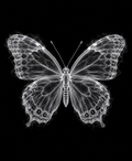 EXPOSED Butterfly high-detail X-ray artwork