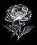 EXPOSED Lilium Candidum high-detail X-ray artwork