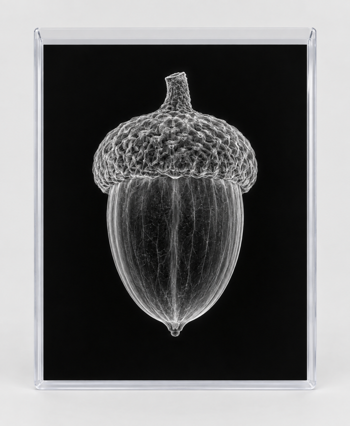 EXPOSED AUTUMN — ACORN in clear rigid card sleeve