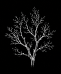 EXPOSED Autumn Bare Branch high-detail X-ray artwork