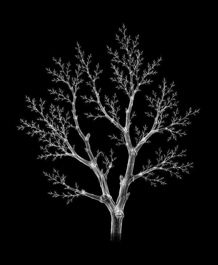 EXPOSED Autumn Bare Branch high-detail X-ray artwork