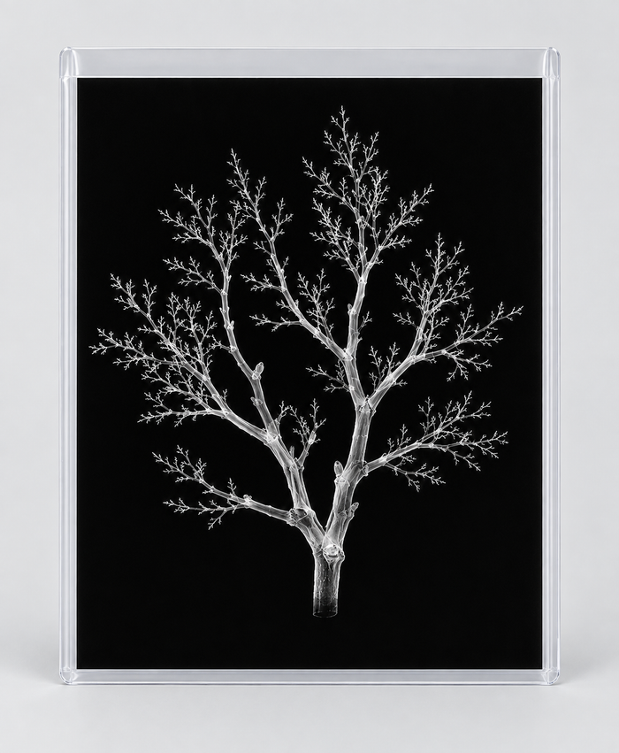 EXPOSED AUTUMN — BARE BRANCH in clear rigid card sleeve
