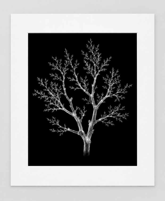 EXPOSED AUTUMN — BARE BRANCH — 14 × 17 artwork in 16 × 20 white mat