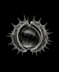 EXPOSED Autumn Chestnut high-detail X-ray artwork