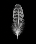 EXPOSED Autumn Feather high-detail X-ray artwork
