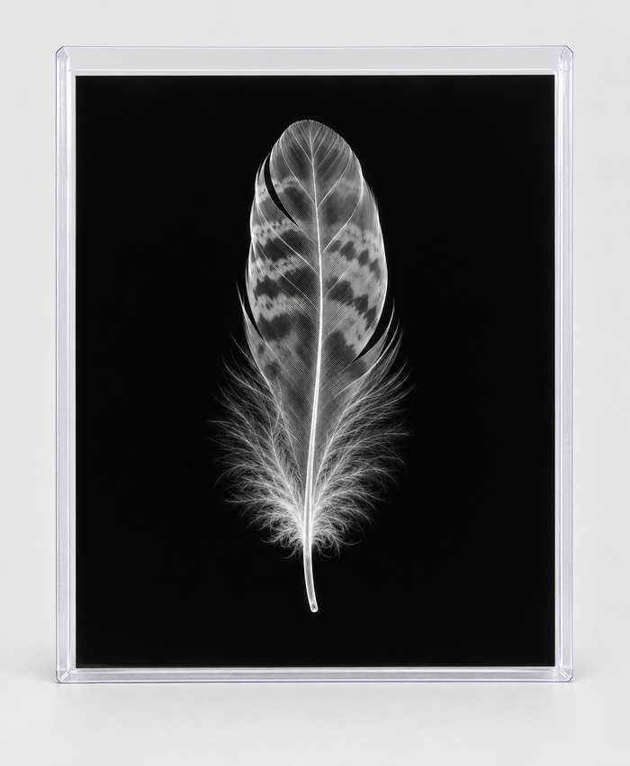 EXPOSED AUTUMN — FEATHER in clear rigid card sleeve