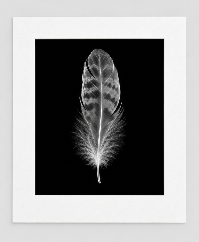 EXPOSED AUTUMN — FEATHER — 14 × 17 artwork in 16 × 20 white mat