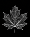 EXPOSED Autumn Maple Leaf high-detail X-ray artwork