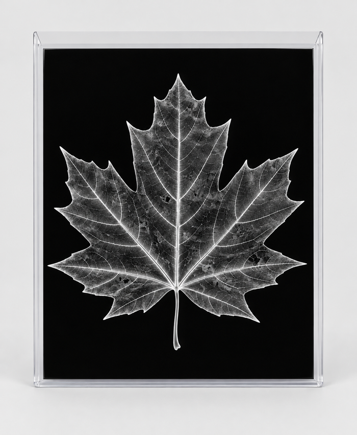 EXPOSED AUTUMN — MAPLE LEAF in clear rigid card sleeve