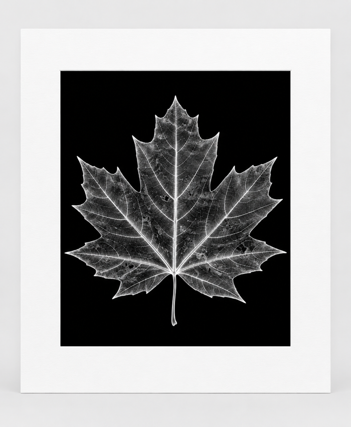 EXPOSED AUTUMN — MAPLE LEAF — 14 × 17 artwork in 16 × 20 white mat