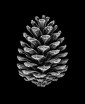 EXPOSED Autumn Pinecone high-detail X-ray artwork
