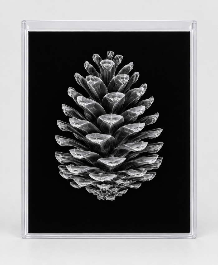 EXPOSED AUTUMN — PINECONE in clear rigid card sleeve
