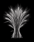 EXPOSED Autumn Wheat Bundle high-detail X-ray artwork