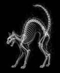EXPOSED Halloween Black Cat high-detail X-ray artwork