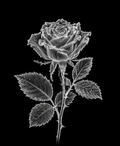 EXPOSED Winter Frozen Rose X-ray artwork