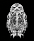 EXPOSED Winter Snow Owl X-ray artwork