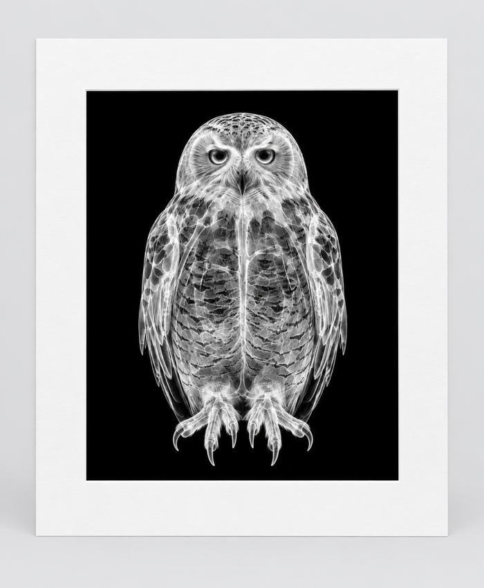 EXPOSED WINTER — SNOW OWL — 14 × 17 artwork in 16 × 20 white mat