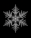 EXPOSED Winter Snowflake X-ray artwork