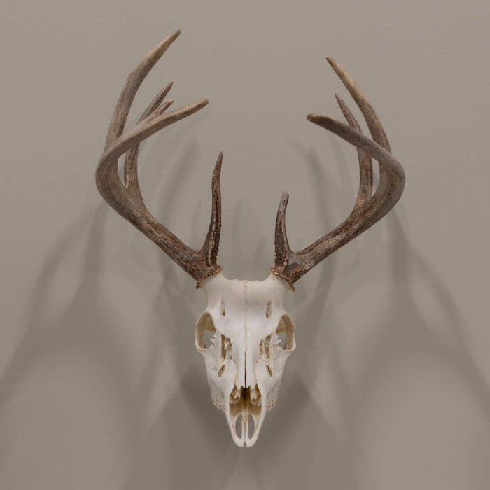EZ Mount Trophy Skull Hanger