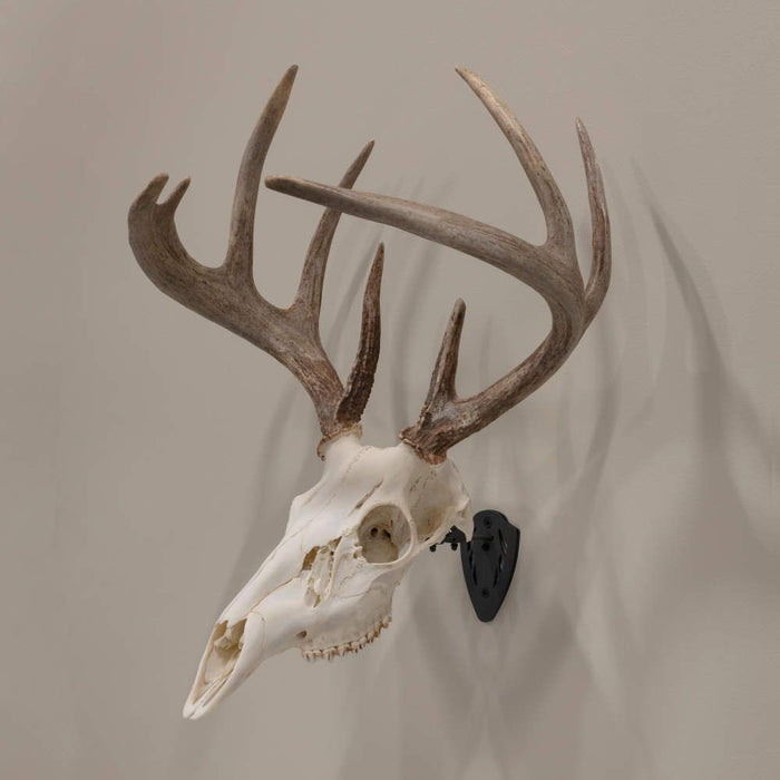 EZ Mount Trophy Skull Hanger