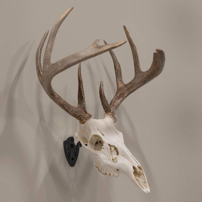 EZ Mount Trophy Skull Hanger