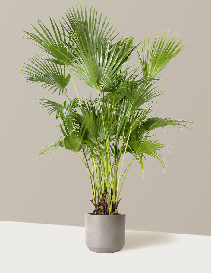 Extra Large (5'-6' tall) / Mexia (13" wide) / Cement Grey