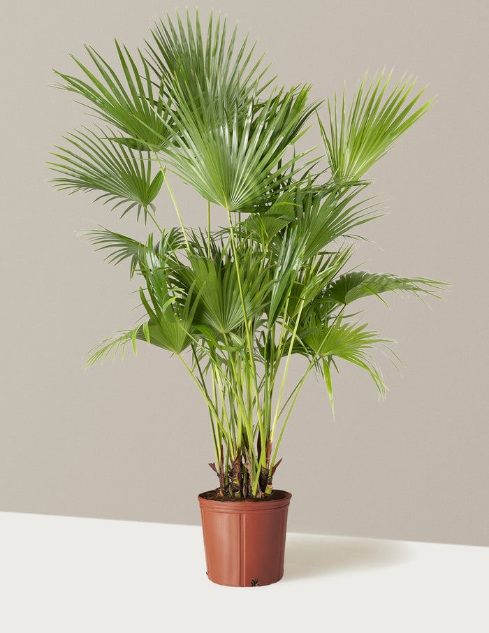 Extra Large (5'-6' tall) / Grow Pot (11.75" wide) / Plastic