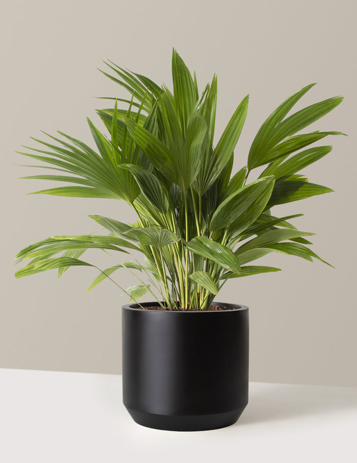 Large (3'-4' tall) / Mexia (13" wide) / Black
