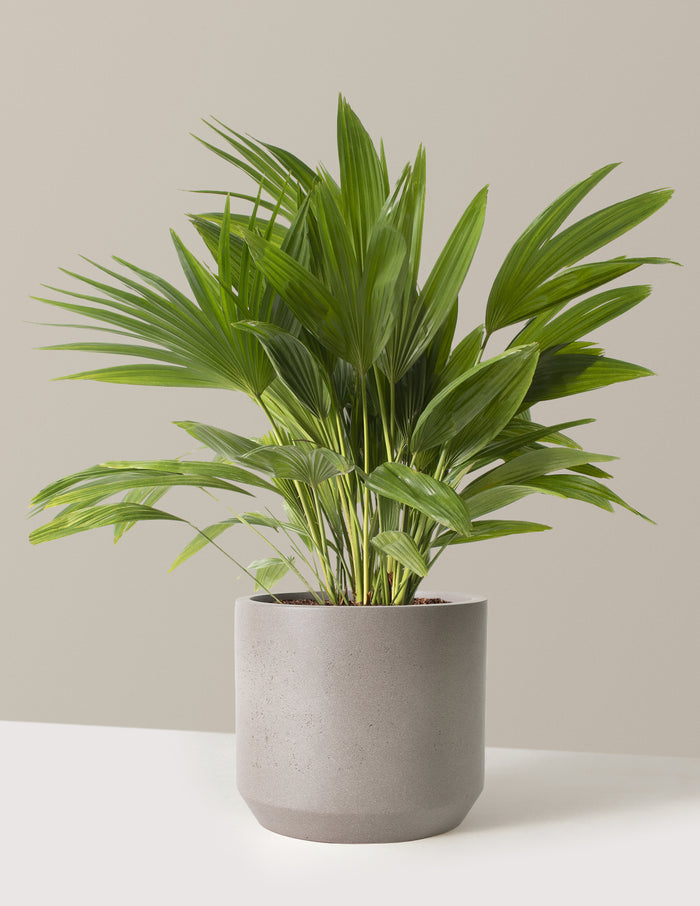 Large (3'-4' tall) / Mexia (13" wide) / Cement Grey
