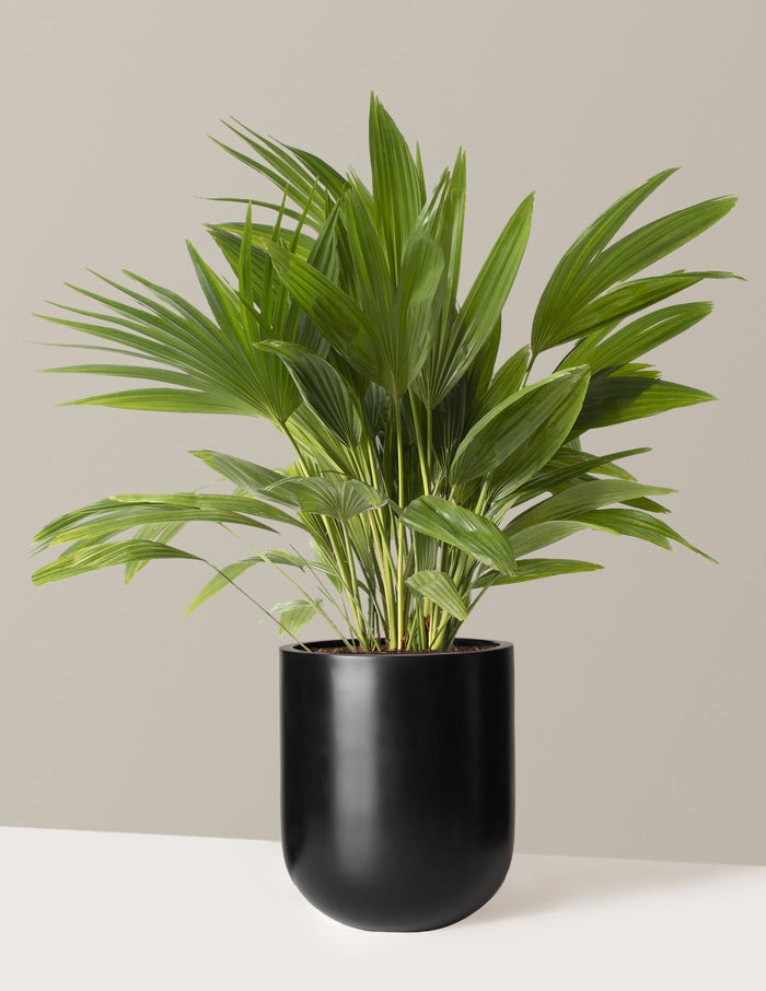Large (3'-4' tall) / Pallas (12" wide) / Black