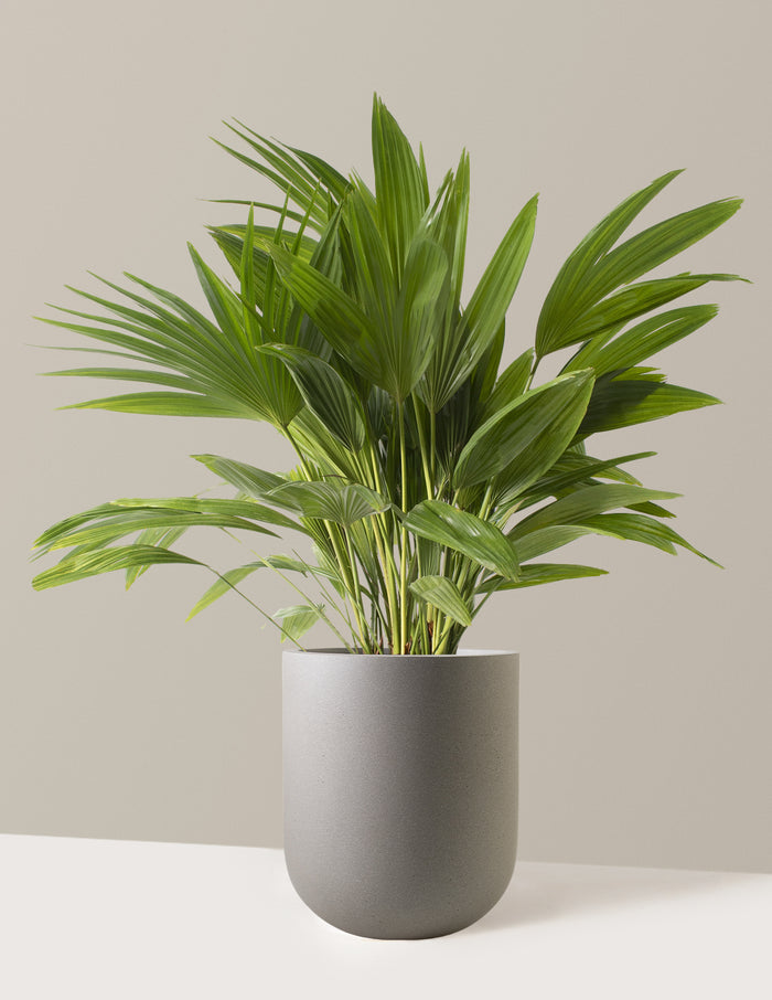 Large (3'-4' tall) / Pallas (12" wide) / Cement Grey