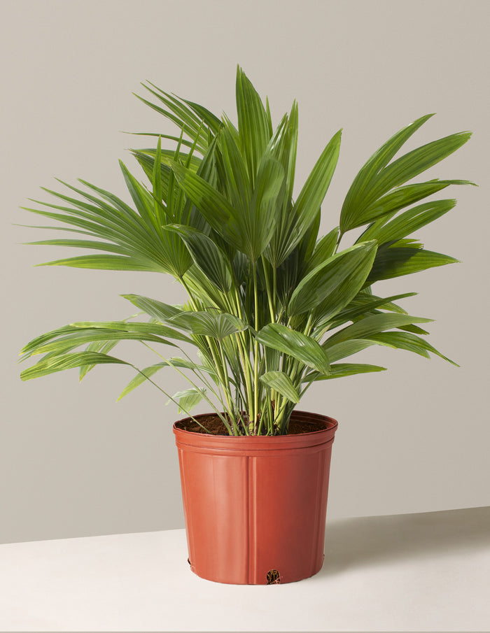 Large (3'-4' tall) / Grow Pot (9.25" wide) / Plastic